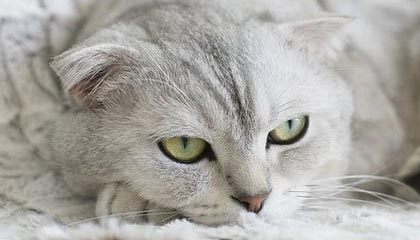 足球场上的风云变幻，谁是胜者？